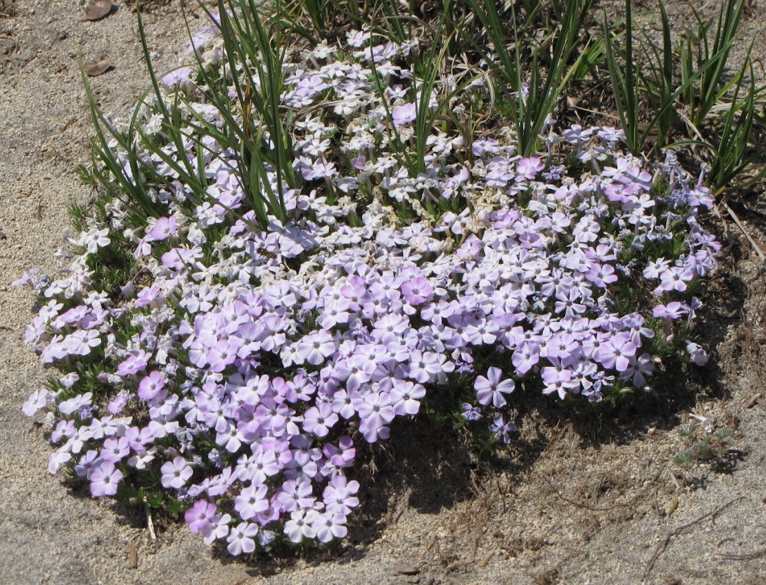 Phlox diffusa, Spreading Phlox | Kiona Native Plants
