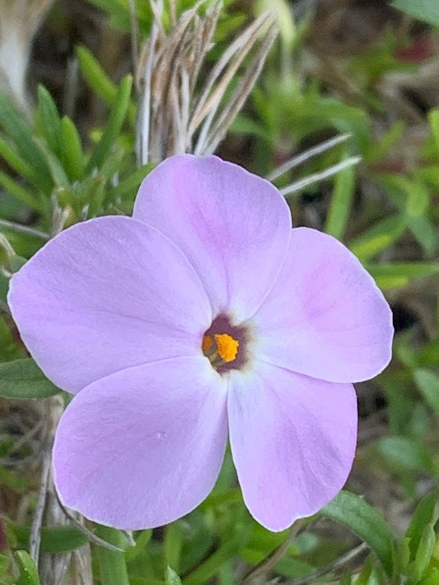 Phlox diffusa, Spreading Phlox | Kiona Native Plants