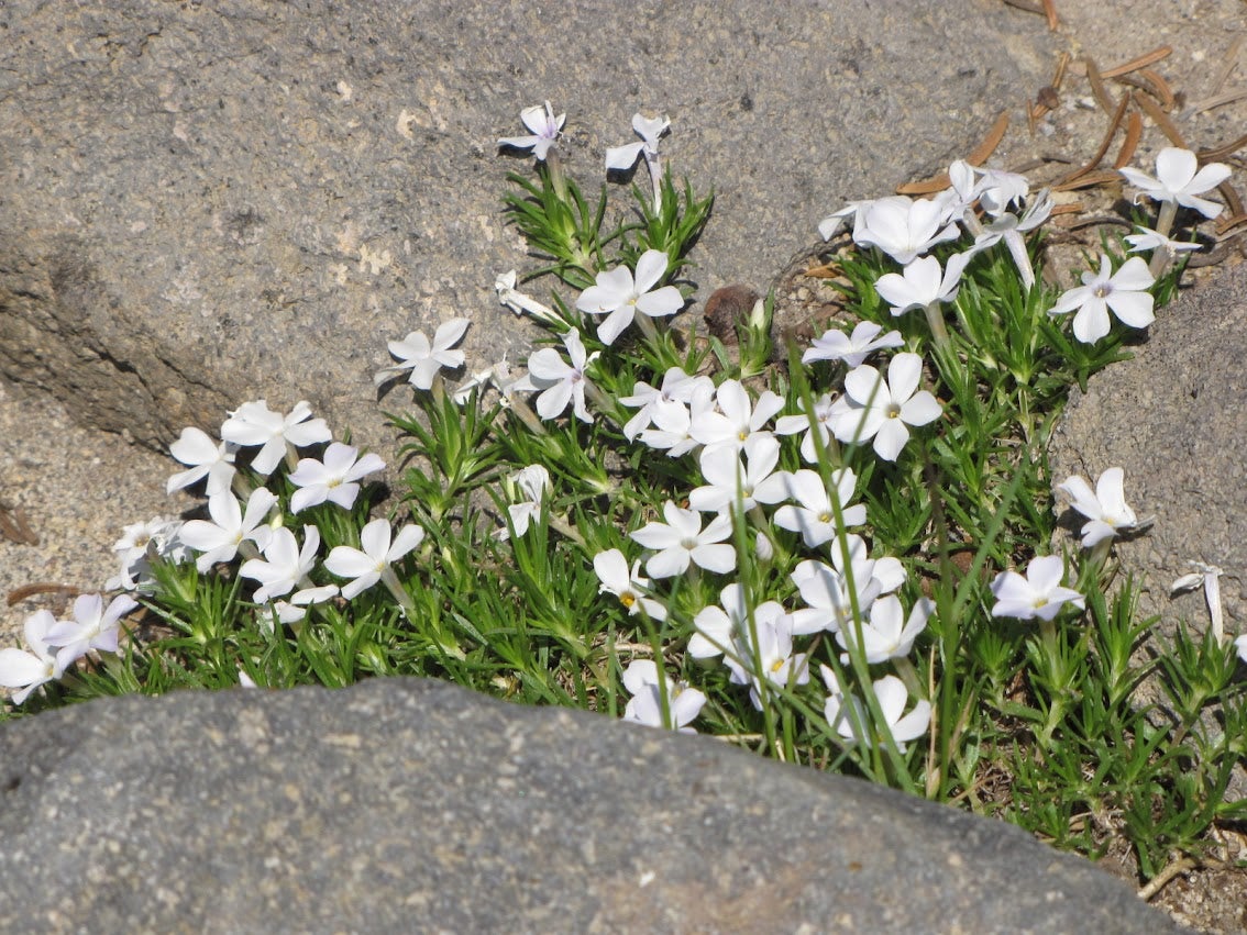 floow様オーダーページ Phlox diffusa, Spreading Phlox | Kiona Native Plants