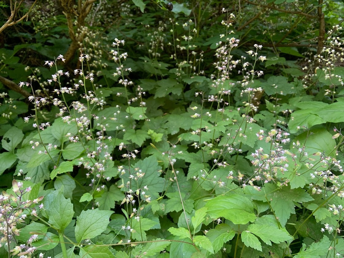 Tiarella trifoliata var. unifoliata, Sugarscoop | Kiona Native Plants