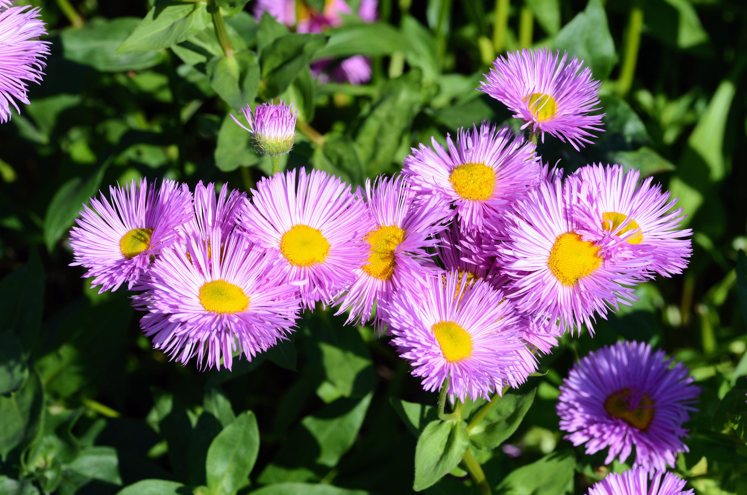 Erigeron speciosus Showy Daisy Kiona Native Plants Erigeron speciosus Showy Daisy Kiona Native Plants